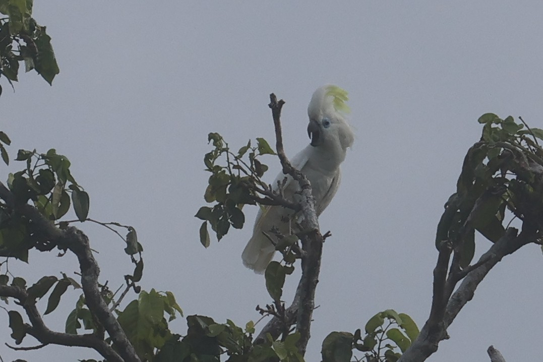 Blue-eyed Cockatoo - ML643847099