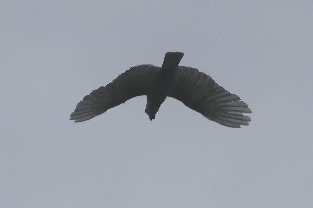 Blue-eyed Cockatoo - ML643847100