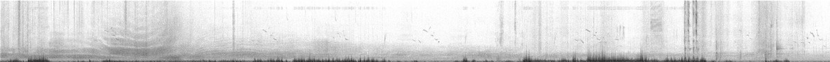 Sprague's Pipit - ML643847113