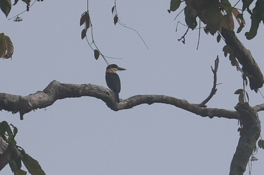 Martin-chasseur de Tristram - ML643847116