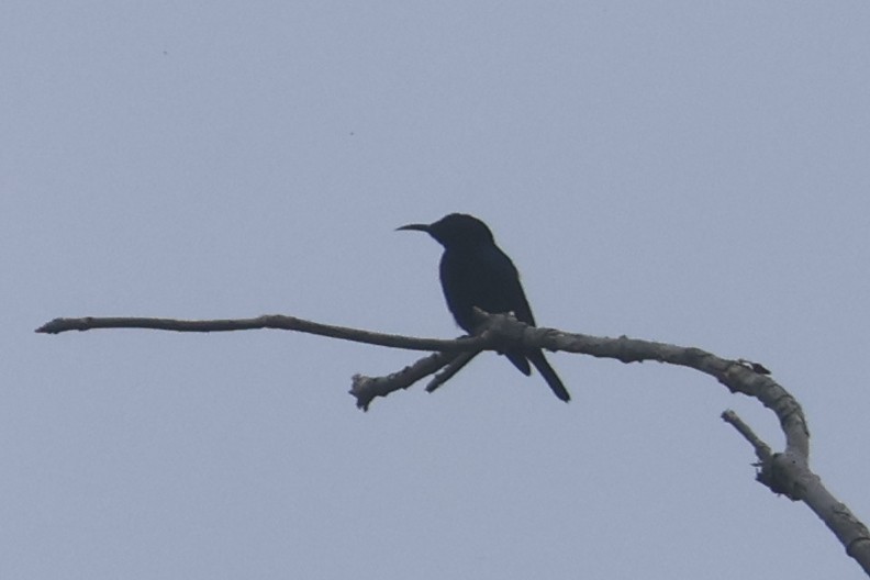 Souimanga satiné - ML643847127