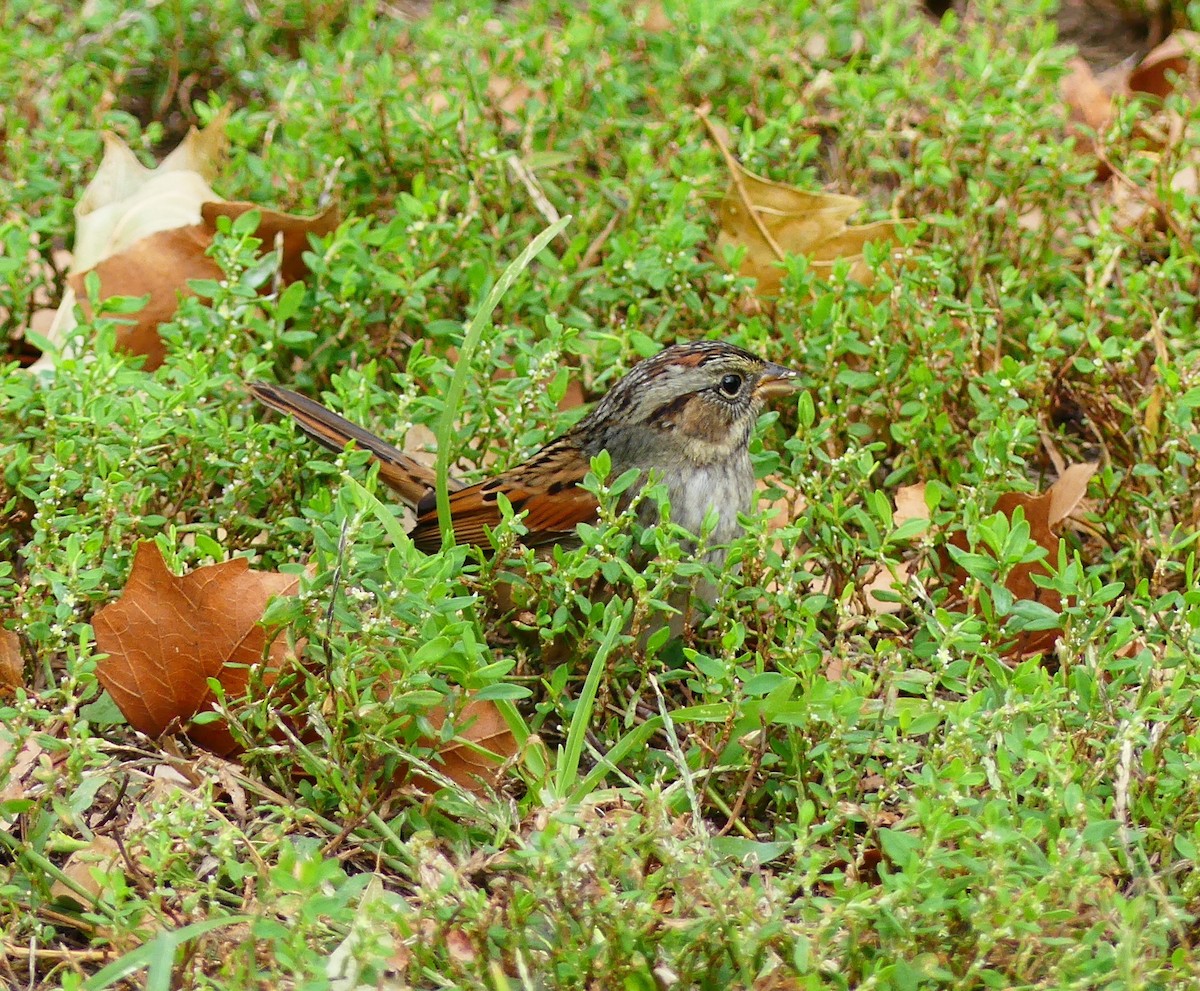 Болотная зонотрихия - ML643847139