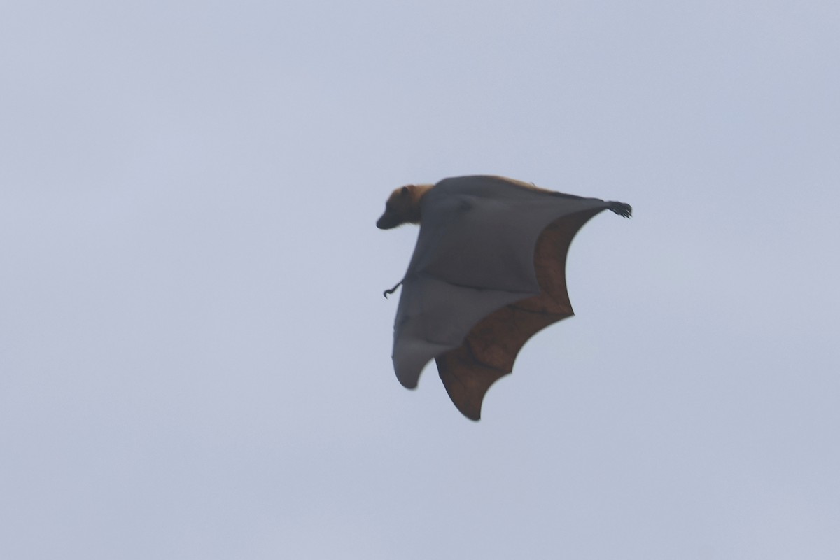 Great Flying-fox - ML643847141