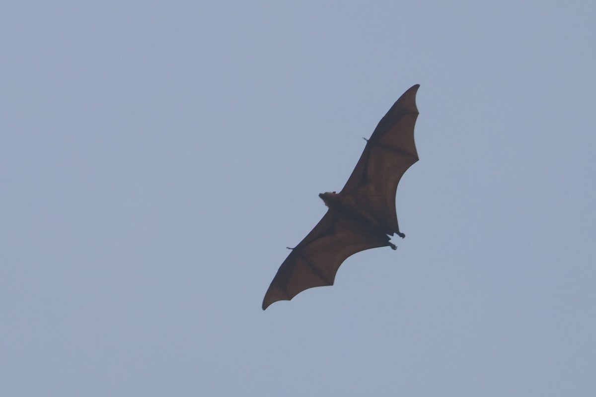 Great Flying-fox - ML643847142