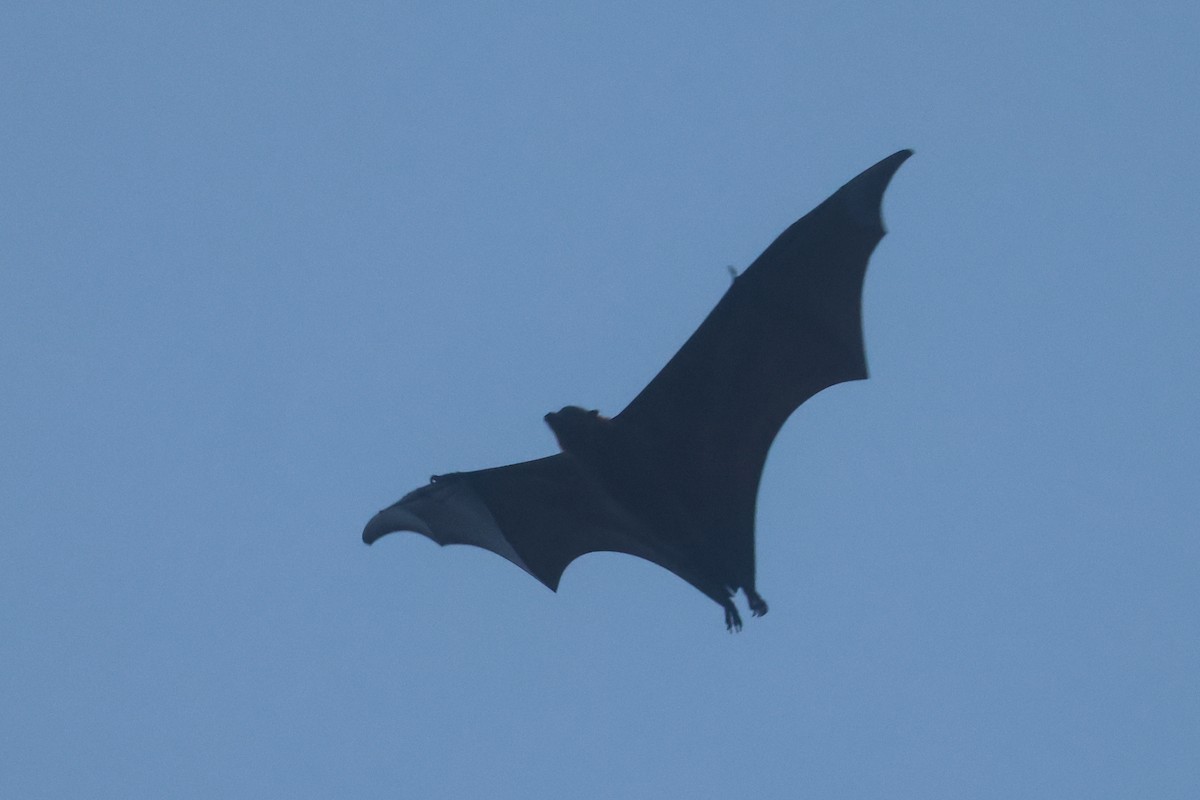 Great Flying-fox - ML643847143