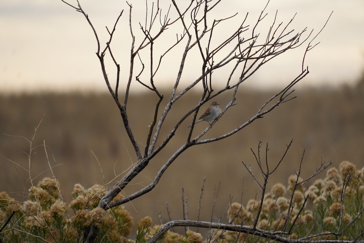 Chipping Sparrow - ML643847146