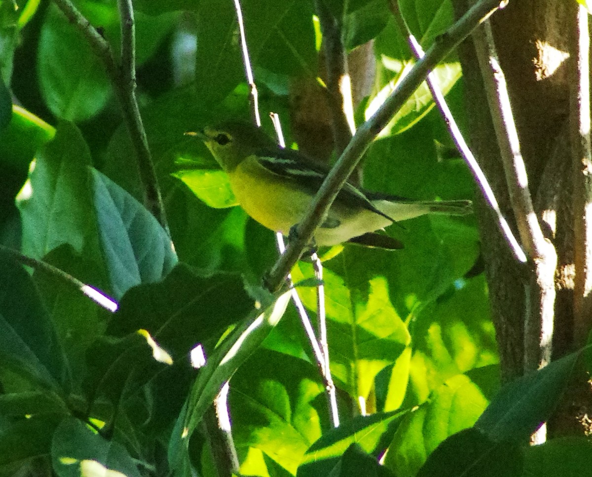 Yellow-throated Vireo - ML643847150