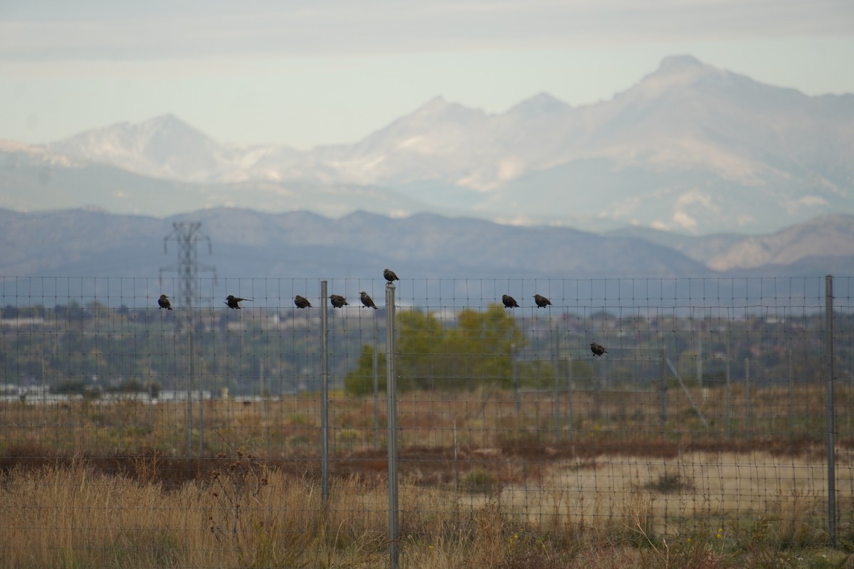 European Starling - ML643847153