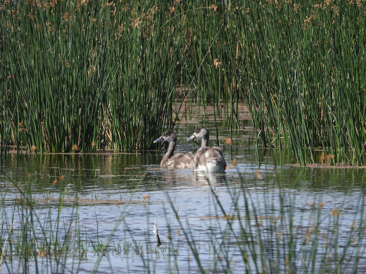 Coscoroba Swan - ML643847161