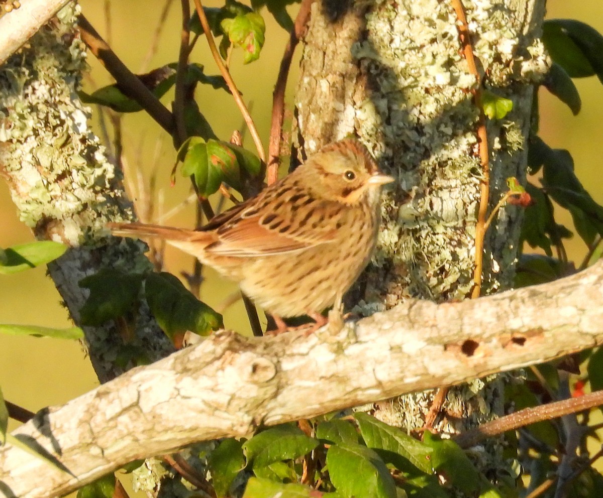 Lincoln's Sparrow - ML643847174
