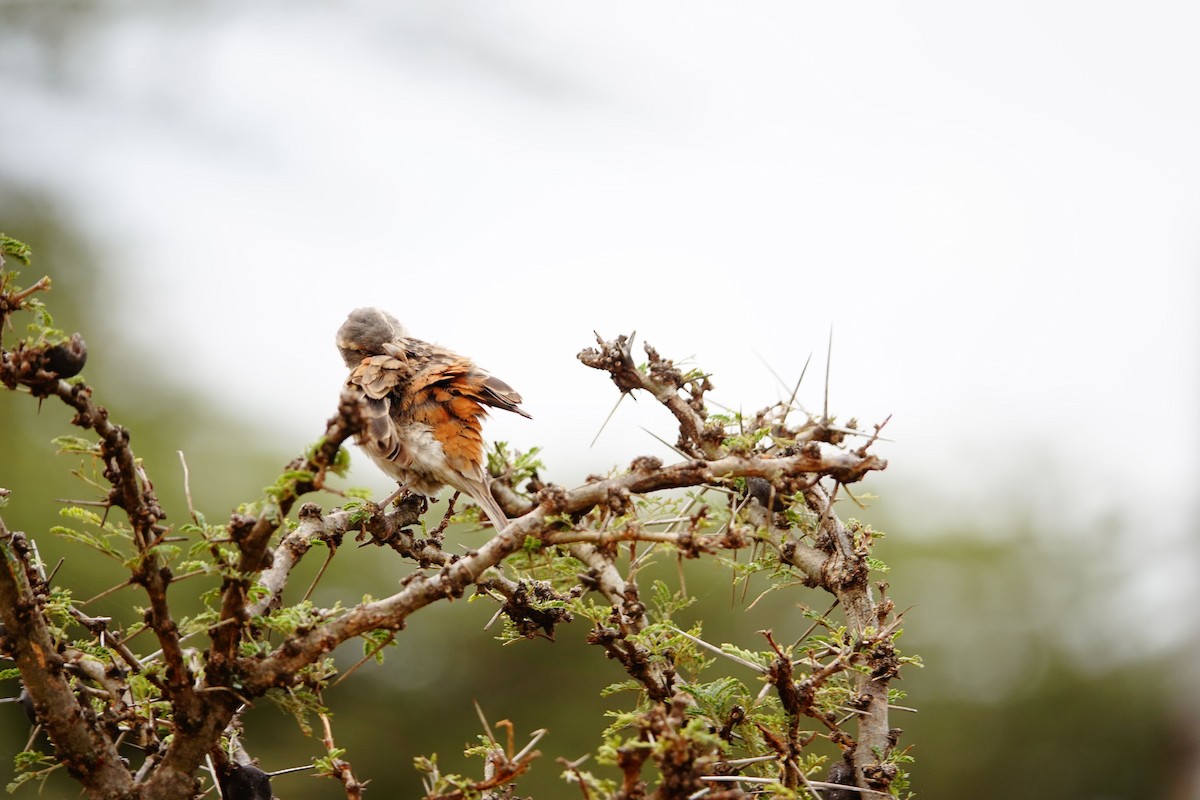 Kenya Rufous Sparrow - ML643847175