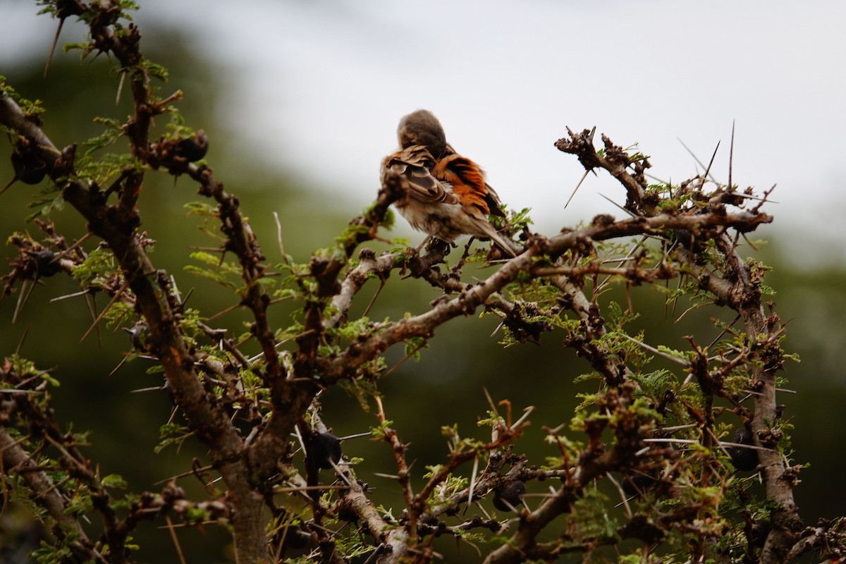 Kenya Rufous Sparrow - ML643847176