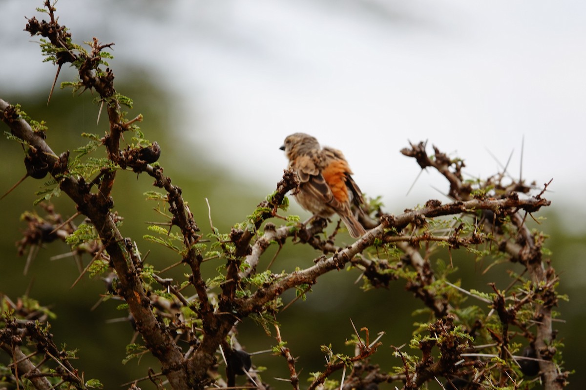 Kenya Rufous Sparrow - ML643847177