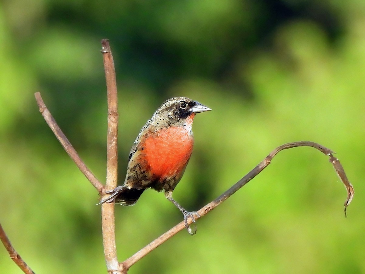 Red-breasted Meadowlark - ML643847184