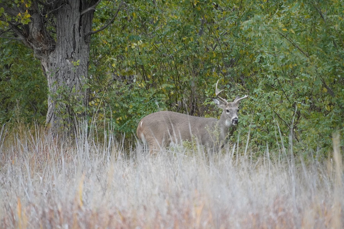 Mule Deer - ML643847201