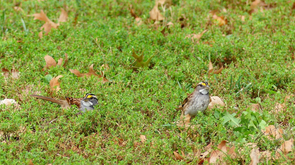 Белогорлая зонотрихия - ML643847202