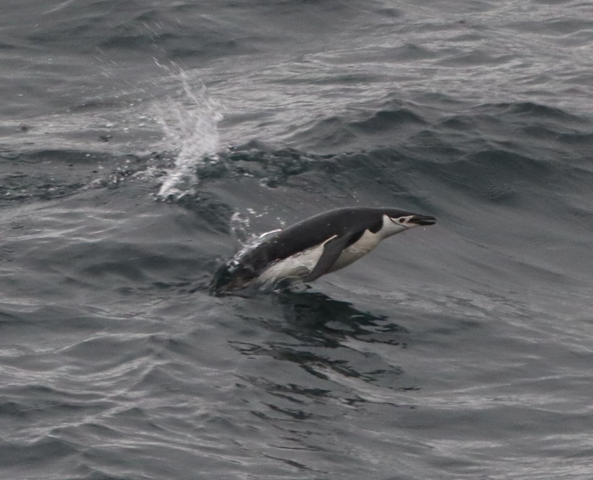 Chinstrap Penguin - ML643847215