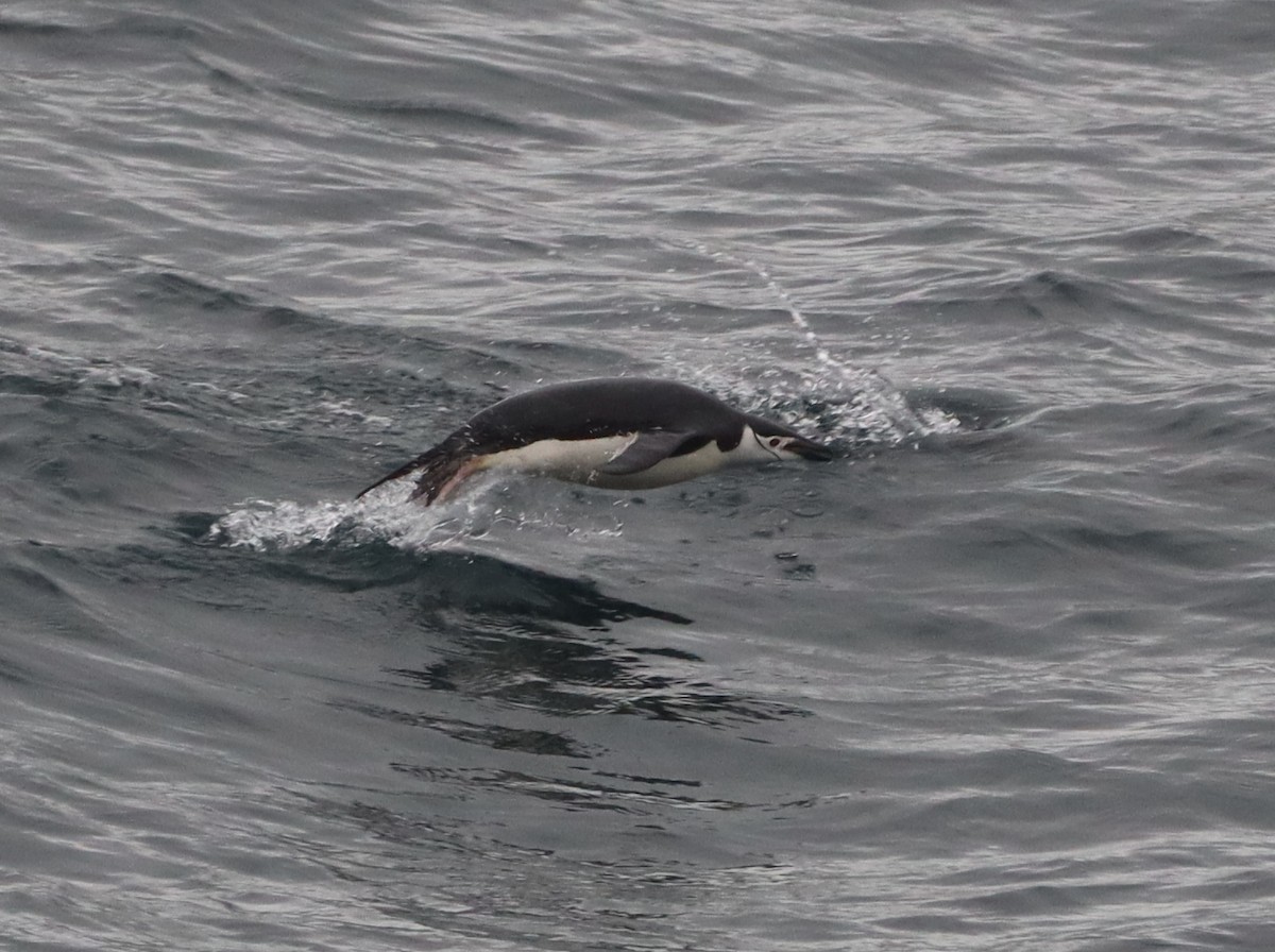 Chinstrap Penguin - ML643847237