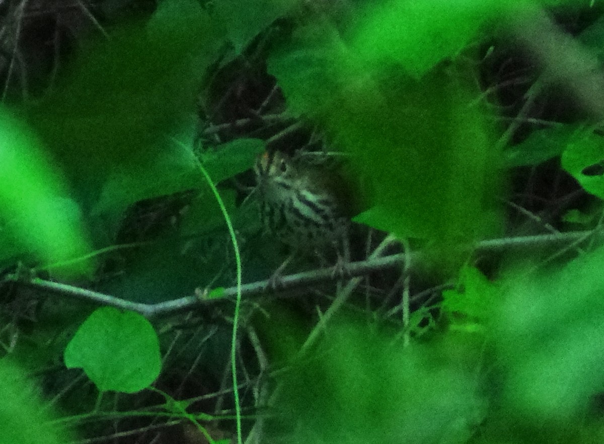 Ovenbird - ML643847241