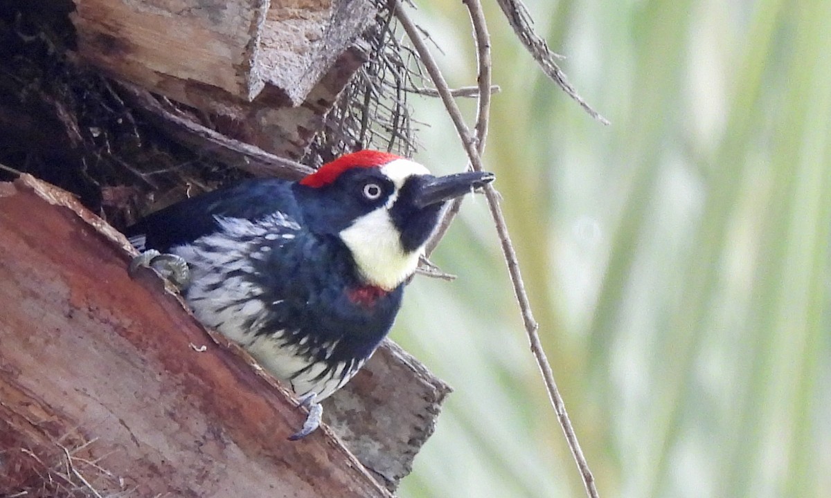 Acorn Woodpecker - ML643847245