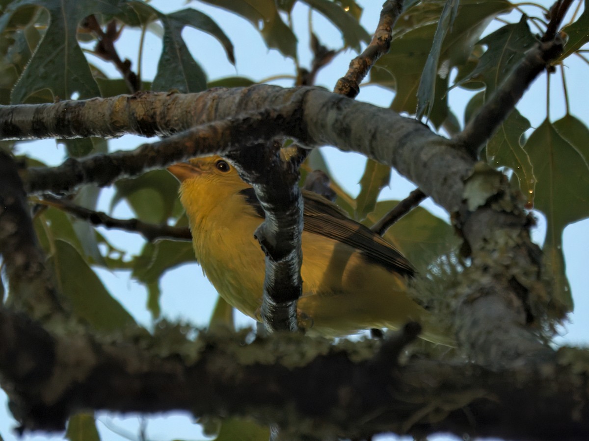 Scarlet Tanager - ML643847248