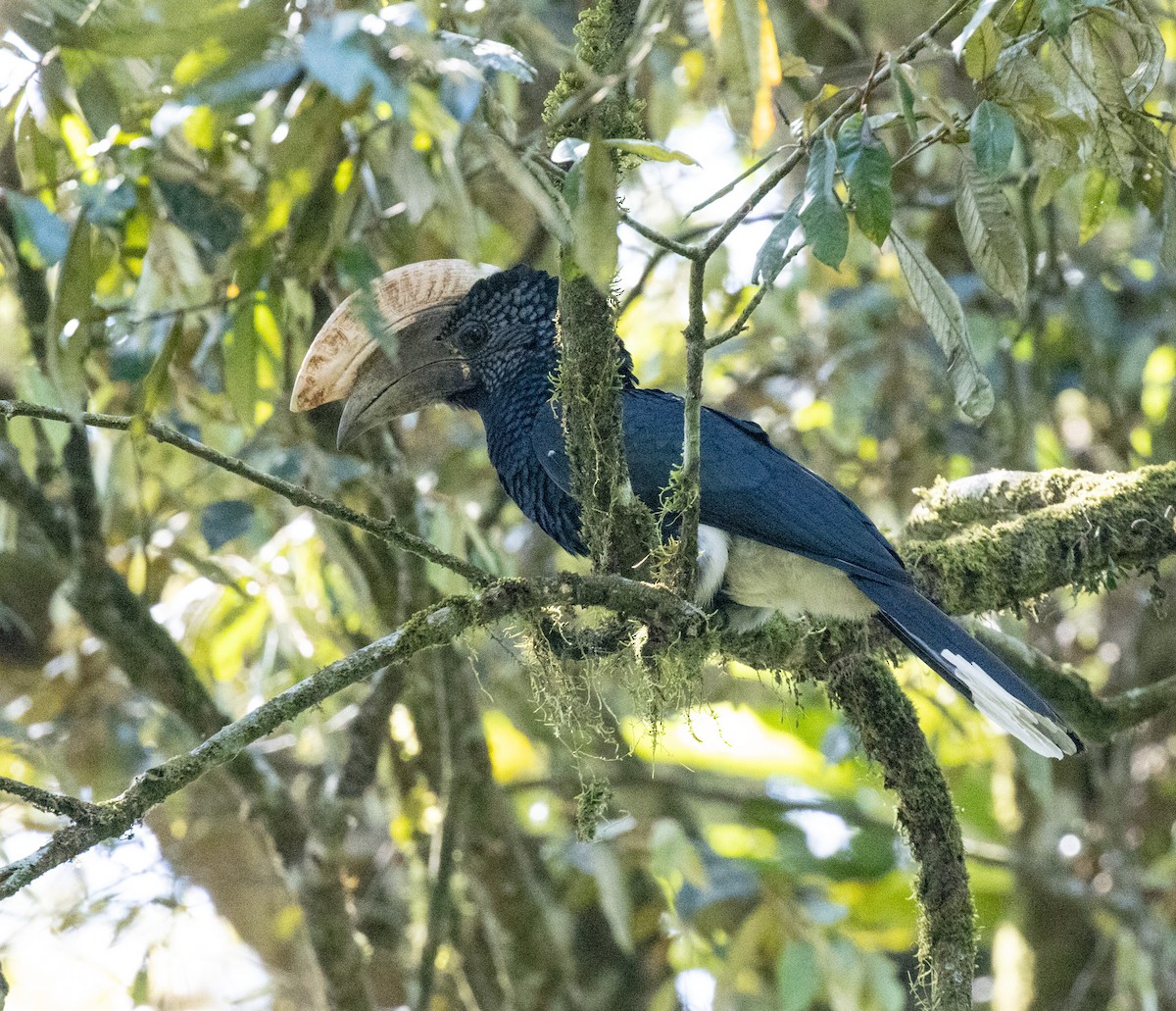 Silberwangen-Hornvogel - ML643847251