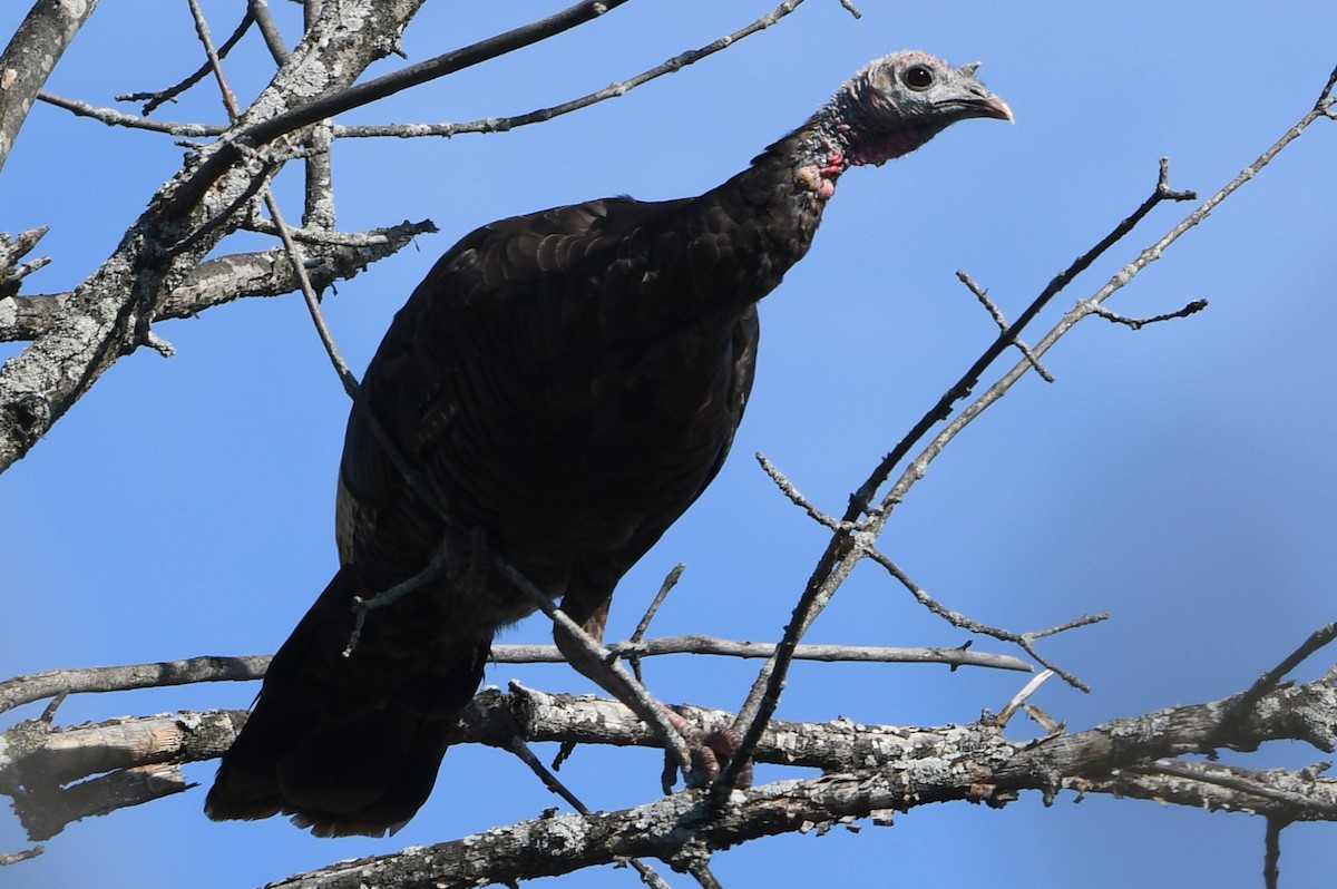 Індик великий - ML643847270