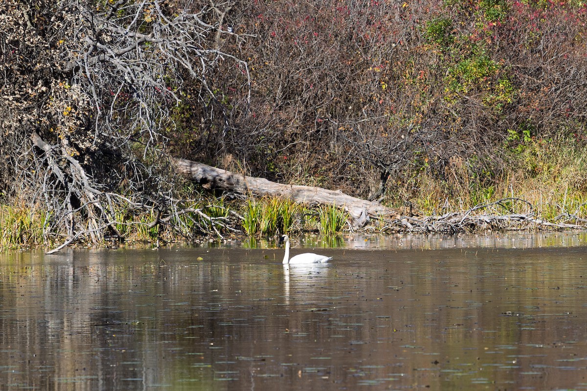 Trumpeter Swan - ML643847273