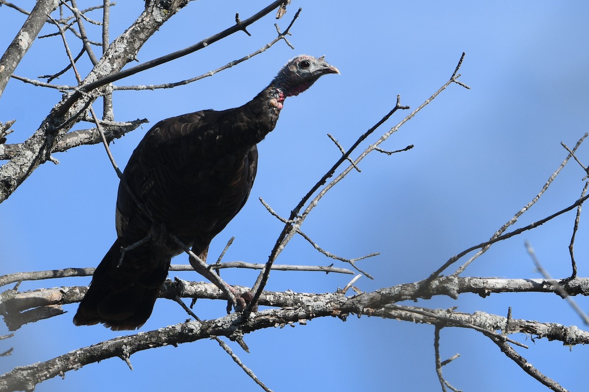 Індик великий - ML643847275