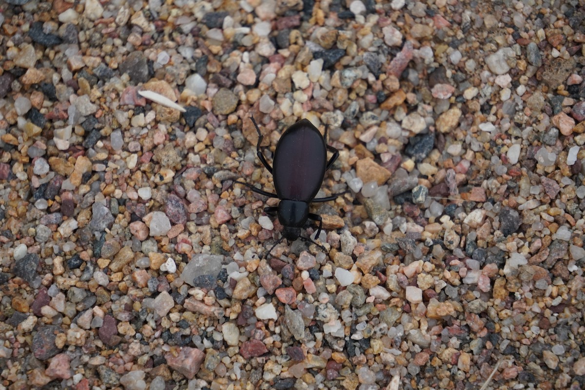 Scarabs - ML643847278