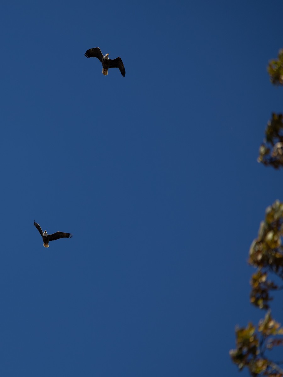 Bald Eagle - ML643847285