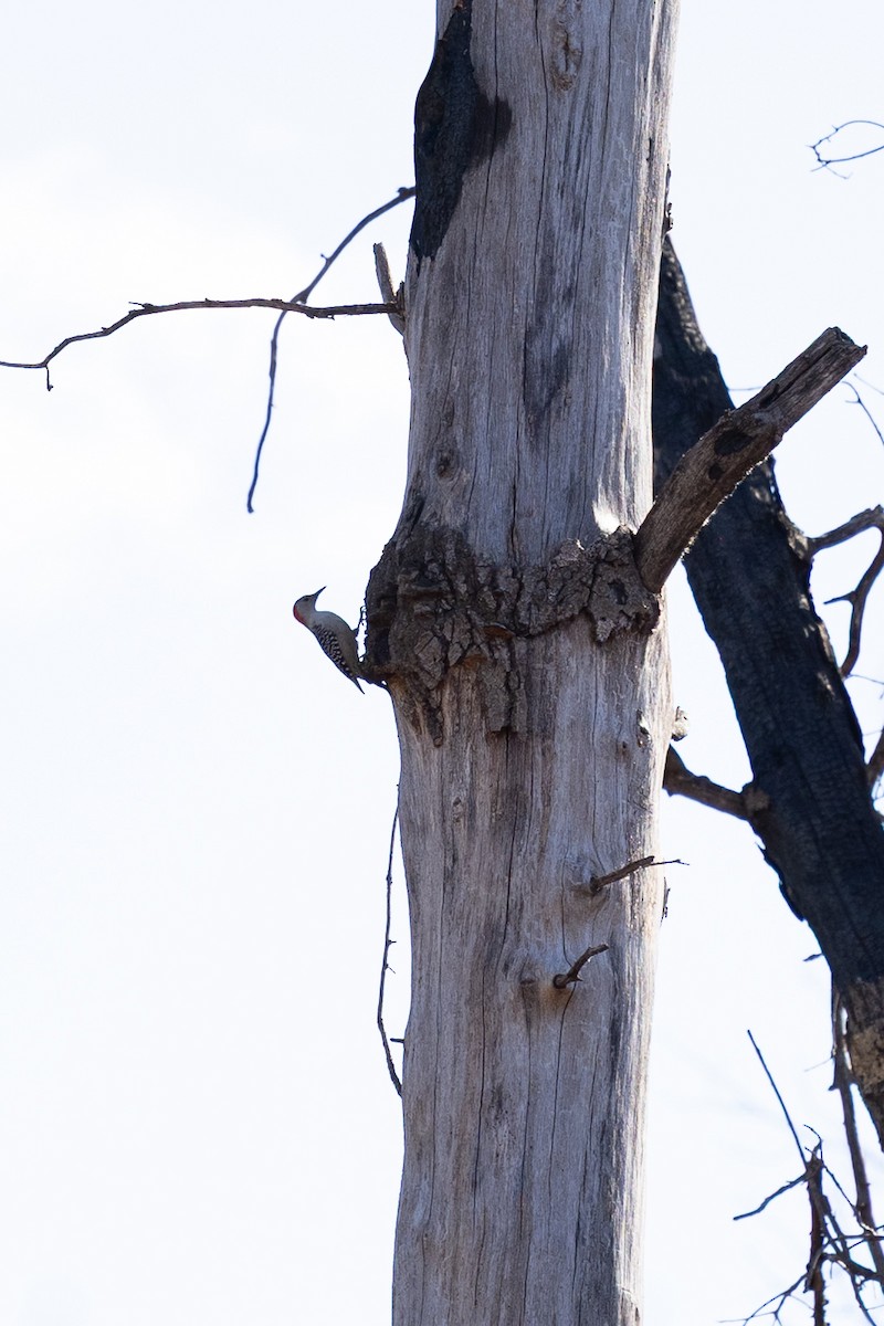 Red-bellied Woodpecker - ML643847292