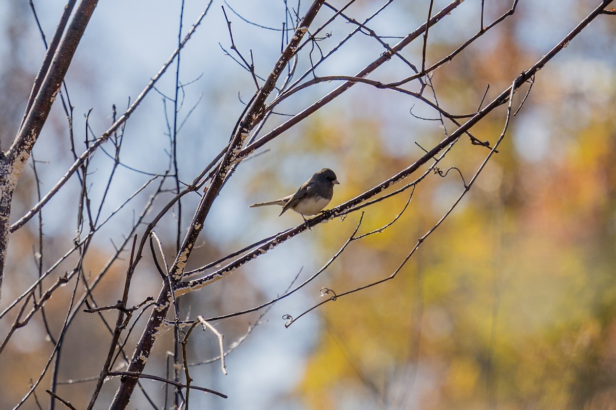 Dark-eyed Junco - ML643847306