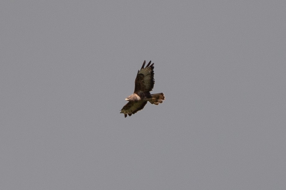 Buse variable (buteo) - ML643847318