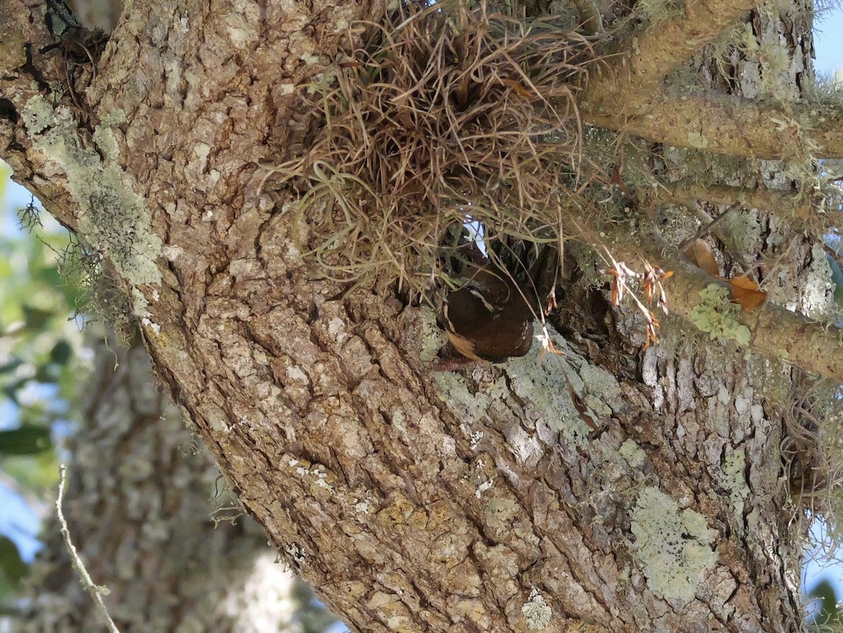 Carolina Wren - ML643847341
