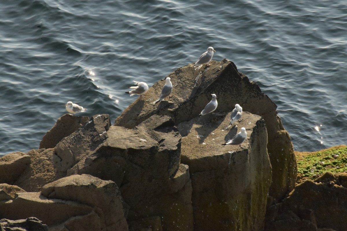 Black-legged Kittiwake - ML643847348