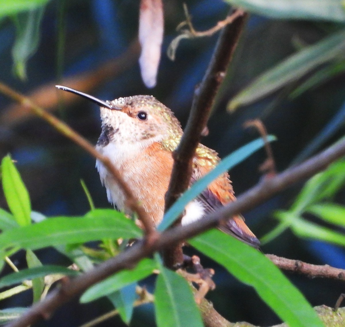 Colibri d'Allen - ML643847356