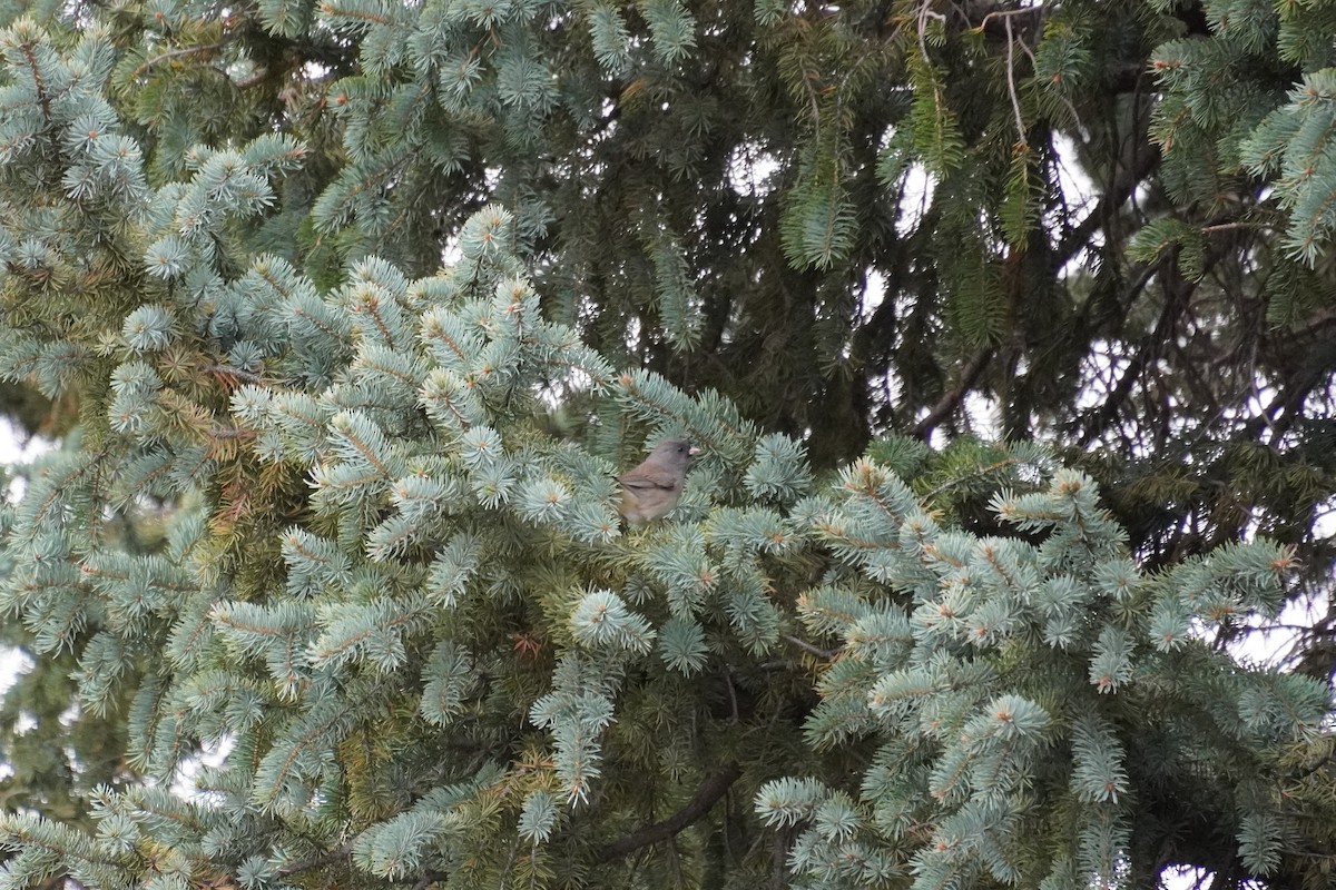 Юнко сірий - ML643847380