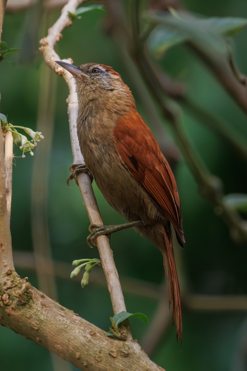 Rusty-backed Spinetail - ML643847381