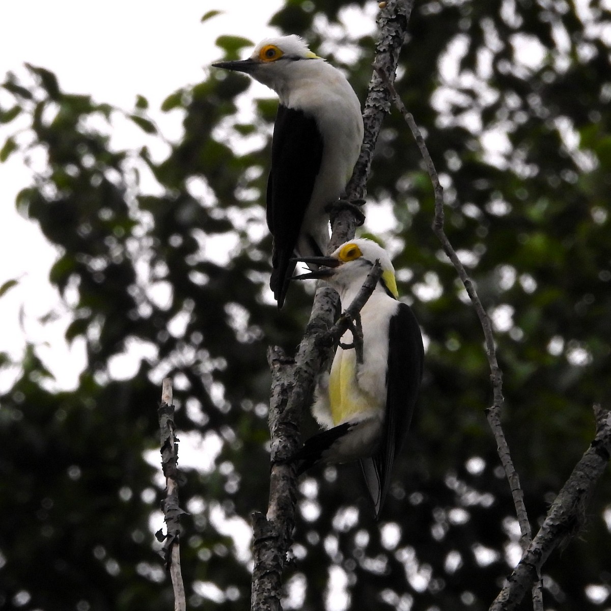 White Woodpecker - ML643847392