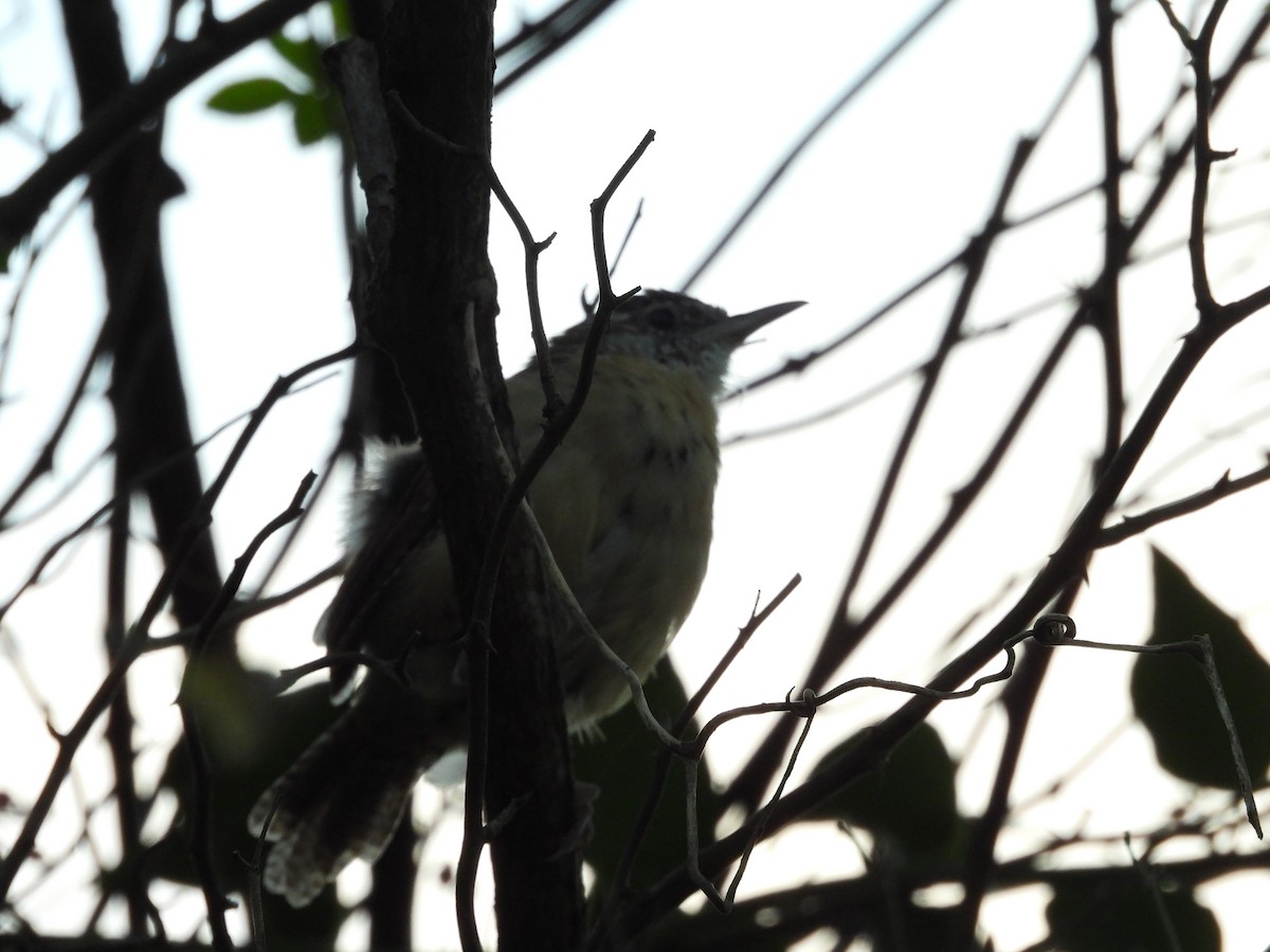 Carolina Wren - ML643847409