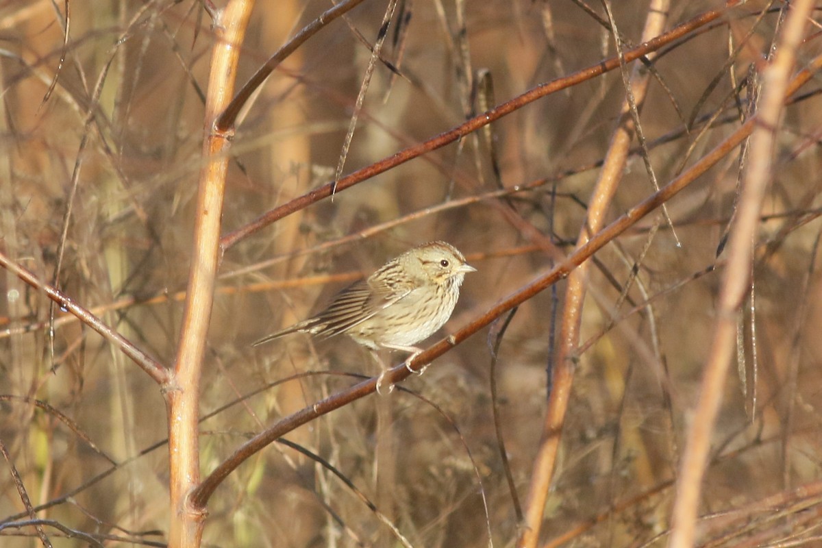 Lincoln's Sparrow - ML643847442
