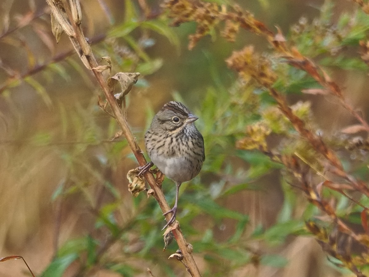 Lincoln's Sparrow - ML643847459