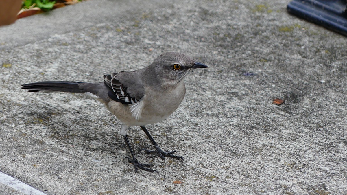 Многоголосый пересмешник - ML643847461