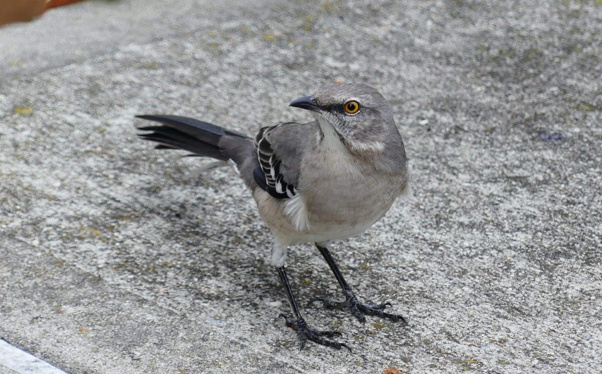 Многоголосый пересмешник - ML643847462