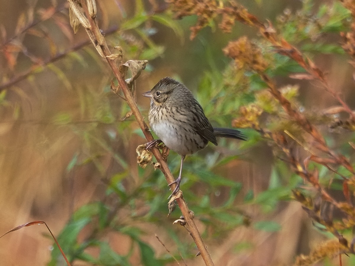 Lincoln's Sparrow - ML643847469