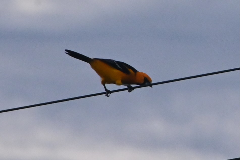 Turpial de Altamira - ML643847532
