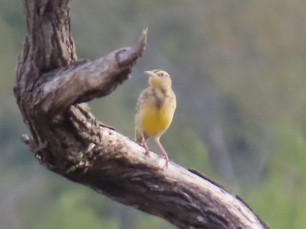 Western/Eastern Meadowlark - ML643847541