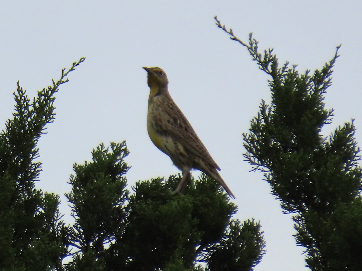 Western/Eastern Meadowlark - ML643847557