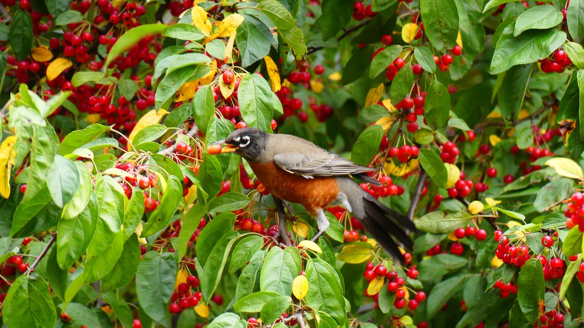 Странствующий дрозд - ML643847562